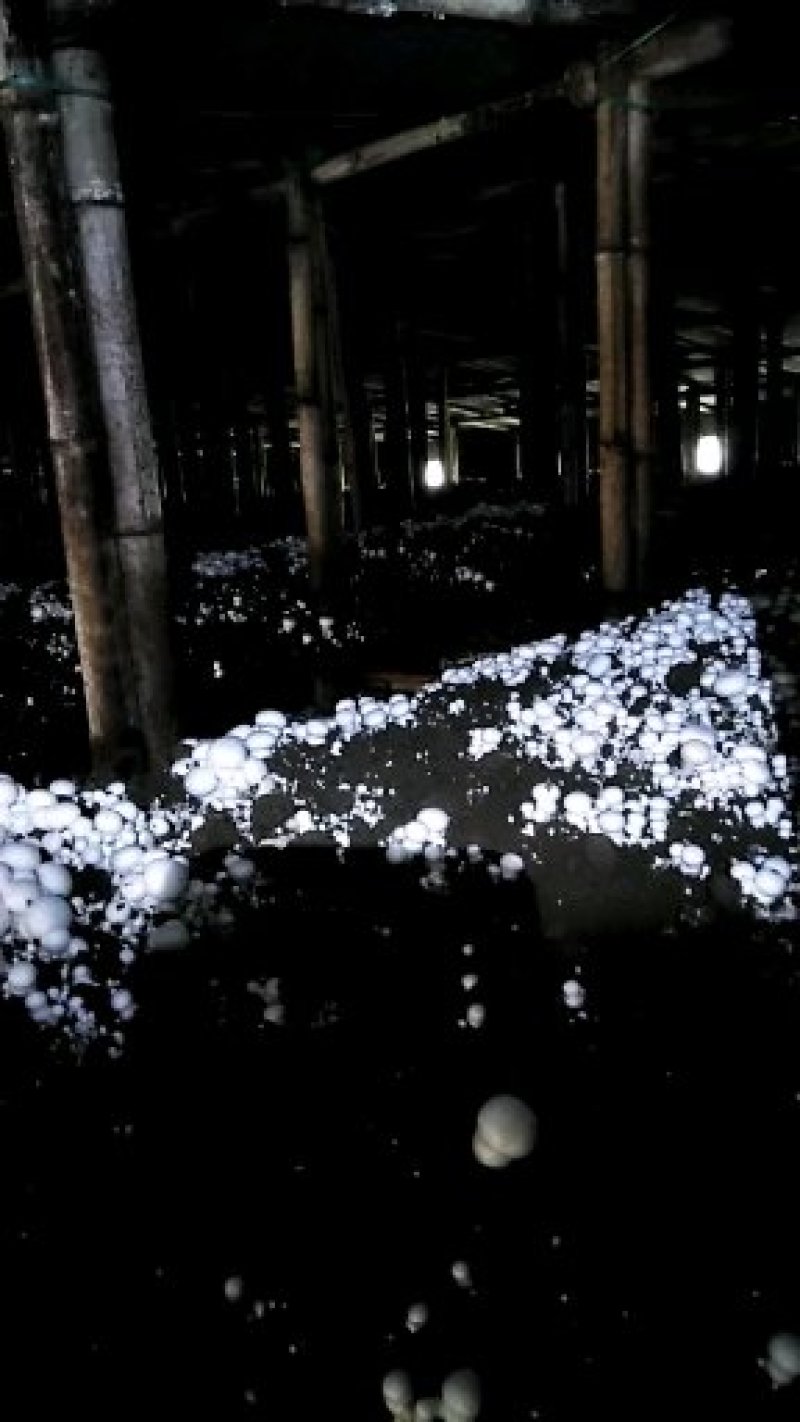 双孢菇3至5带跟篮子菇2.7元一斤