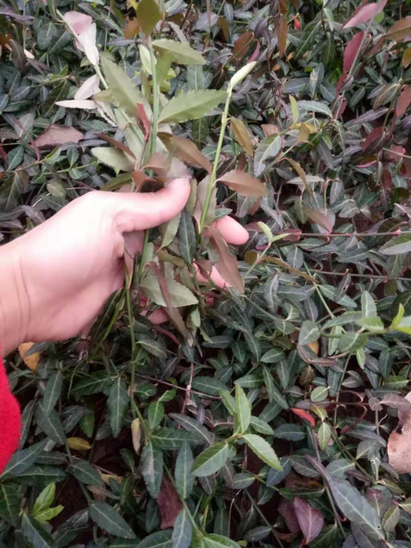 【沭阳小叶扶芳藤】基地直供爬墙卫矛，大叶扶芳藤