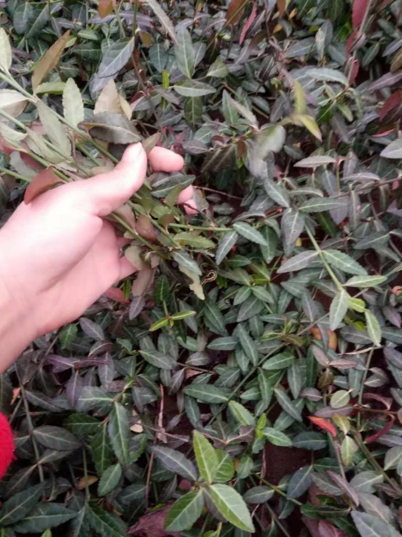 【沭阳小叶扶芳藤】基地直供爬墙卫矛，大叶扶芳藤