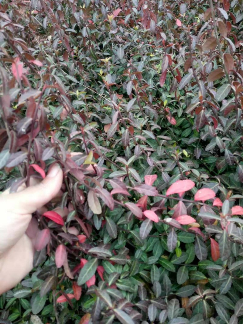 【沭阳小叶扶芳藤】基地直供爬墙卫矛，大叶扶芳藤