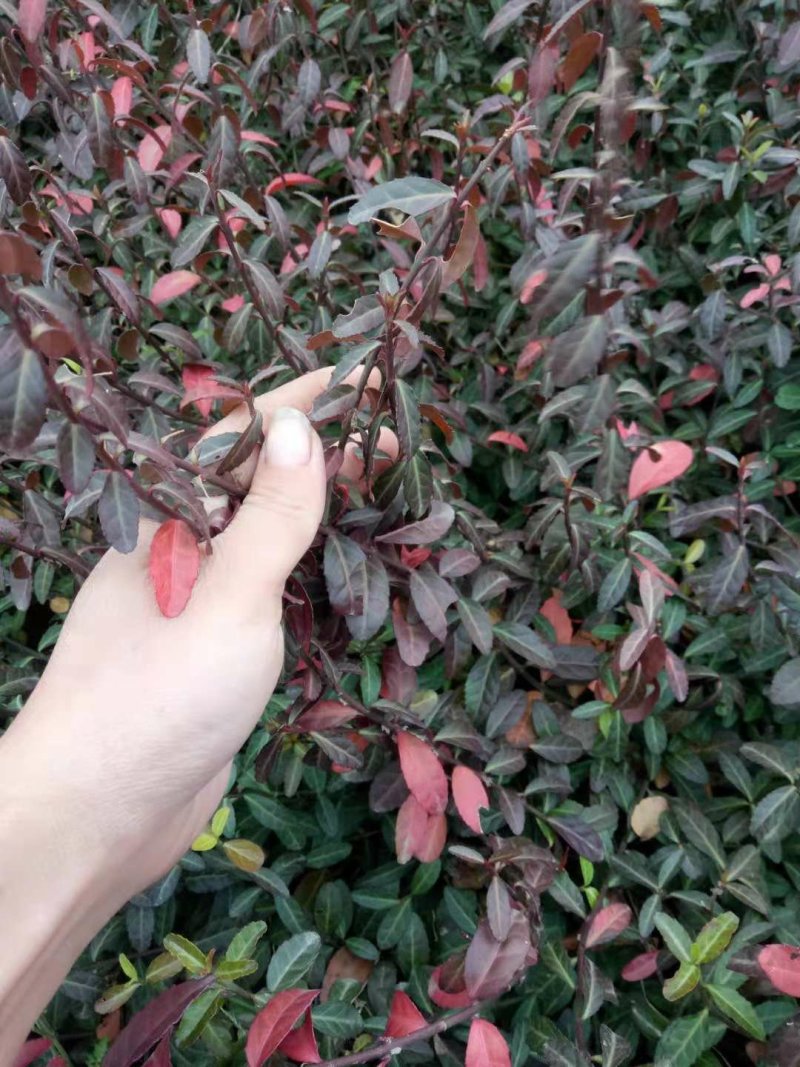 【沭阳小叶扶芳藤】基地直供爬墙卫矛，大叶扶芳藤