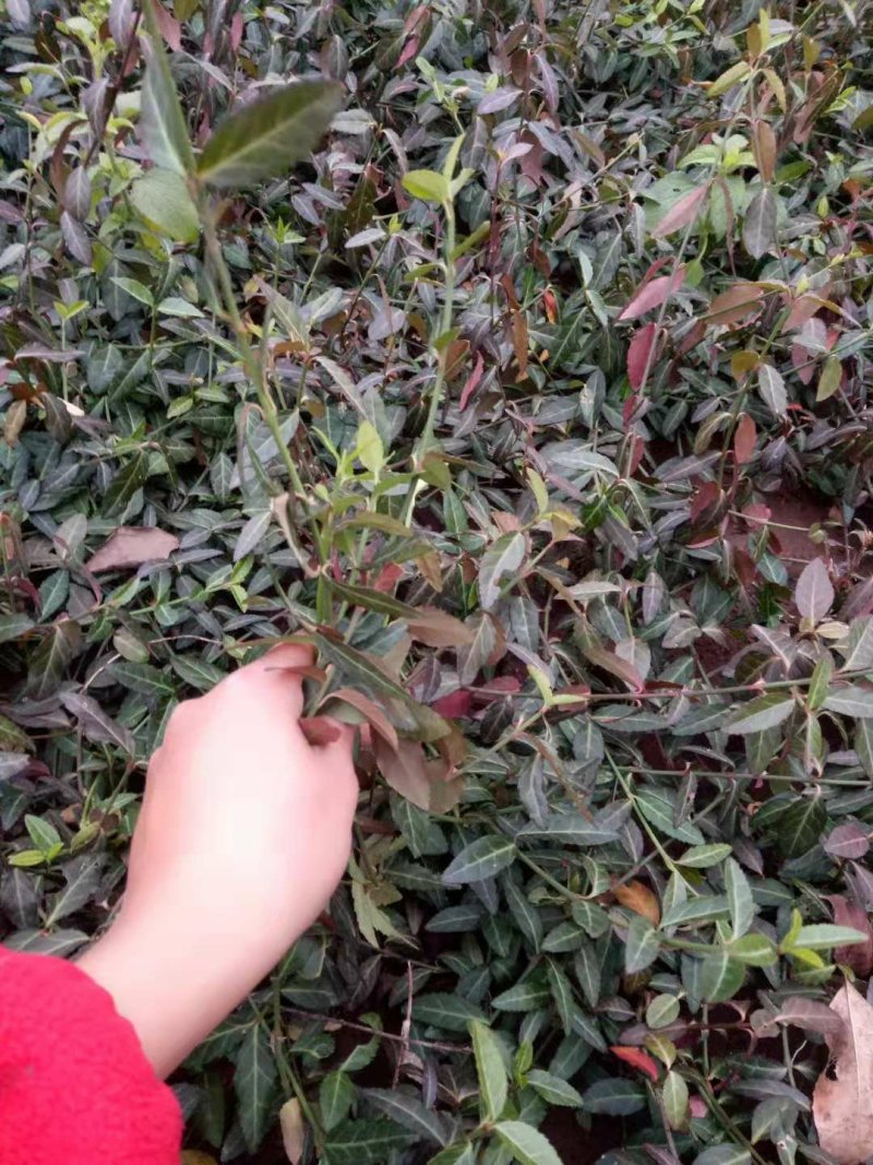 【沭阳小叶扶芳藤】基地直供爬墙卫矛，大叶扶芳藤