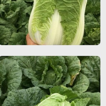 黄心大白菜