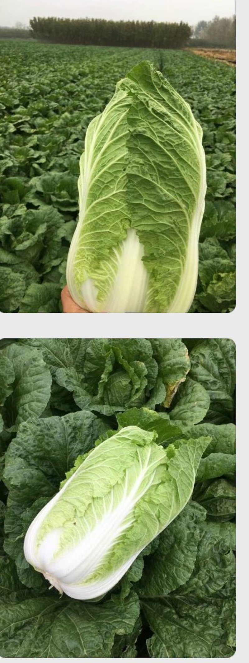 黄心大白菜