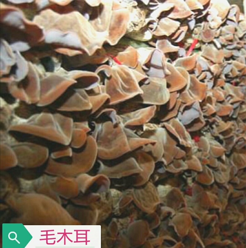 黑木耳，毛木耳母种原种栽培种