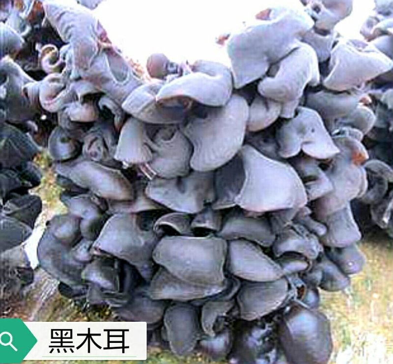 黑木耳，毛木耳母种原种栽培种