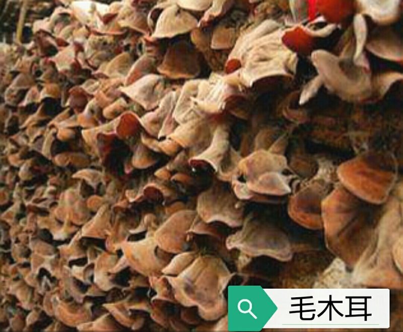 黑木耳，毛木耳母种原种栽培种