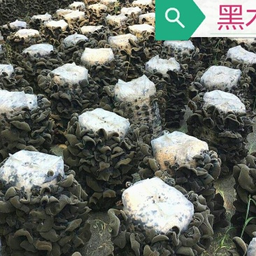 黑木耳，毛木耳母种原种栽培种