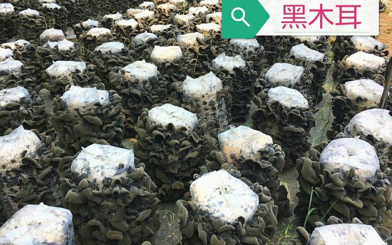 黑木耳，毛木耳母种原种栽培种