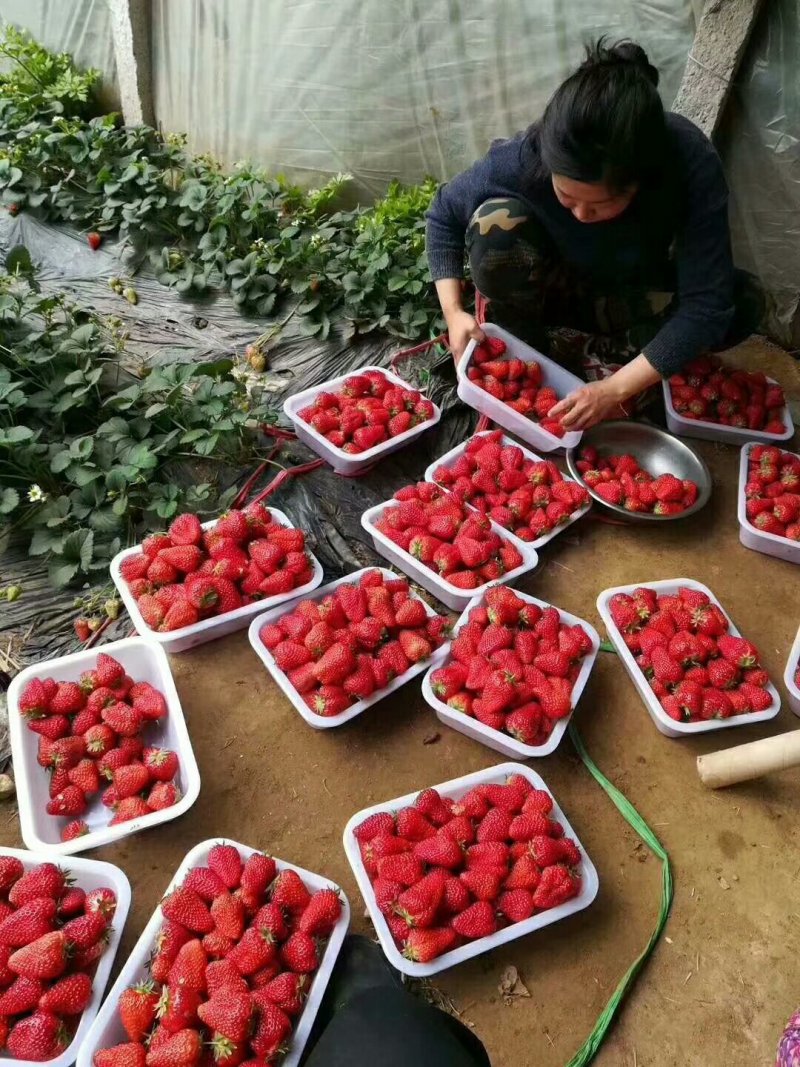 红颜草莓苗【一年苗】质量有保障免费提供技术支持