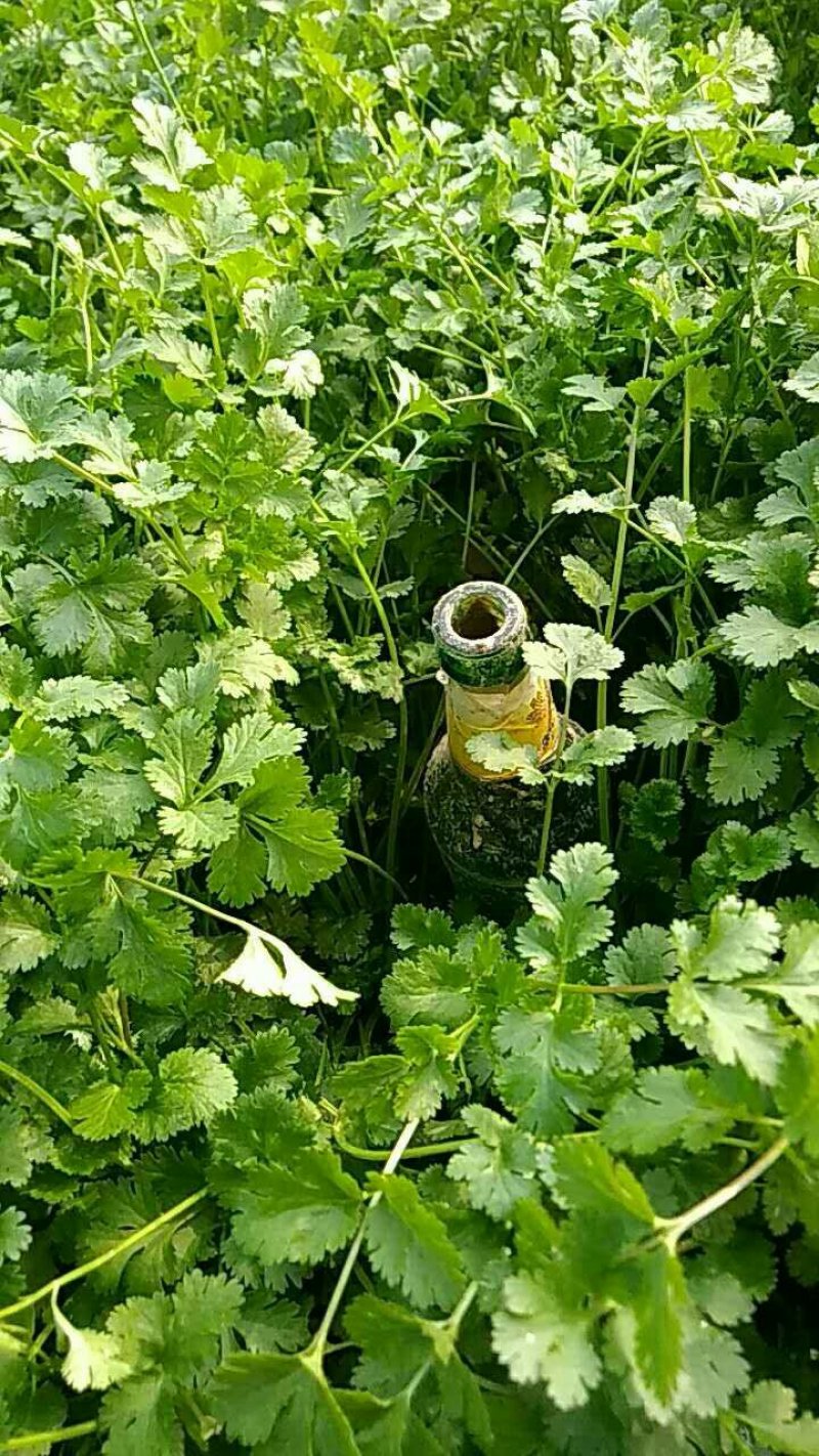 香菜，菠菜