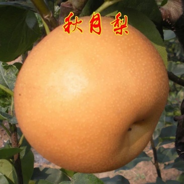 二年秋月梨苗，基地直批，品质保证，免费栽植技术，量大价优