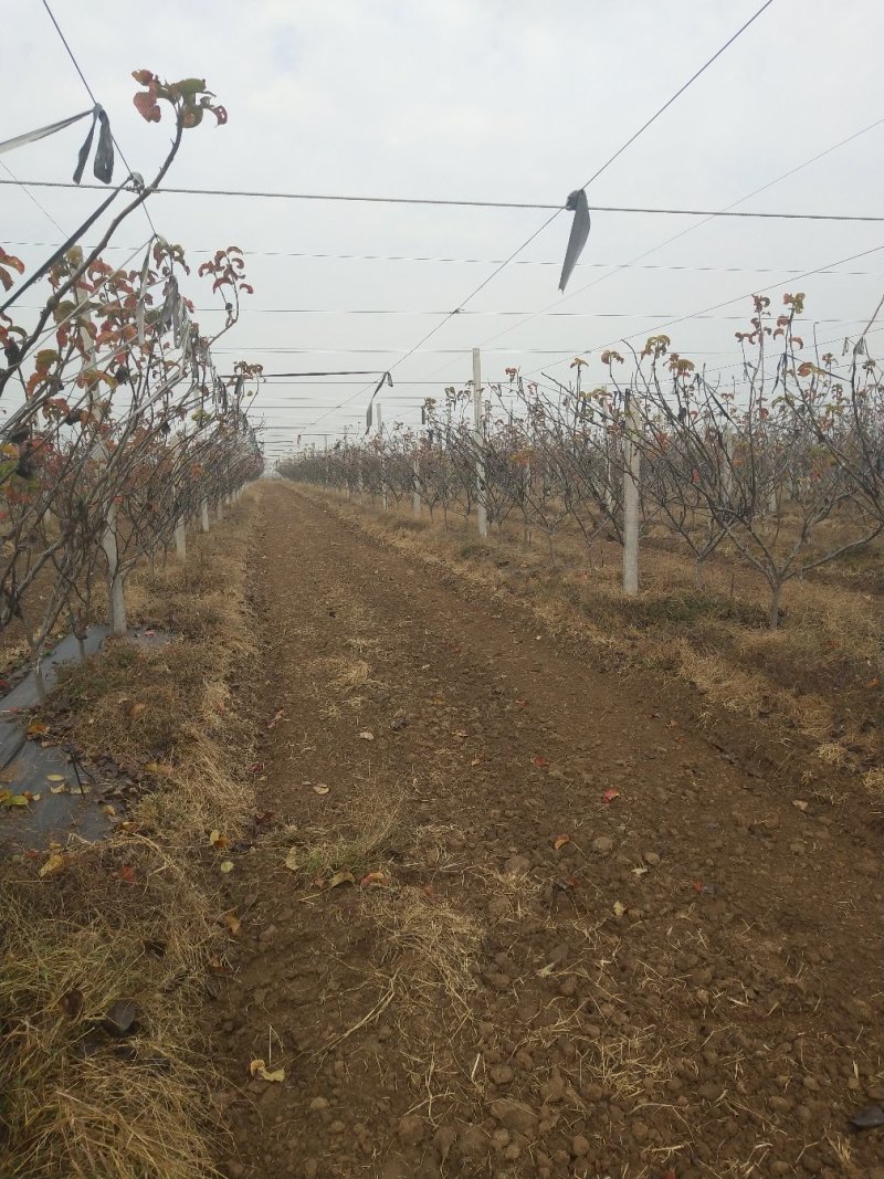 二年秋月梨苗，基地直批，品质保证，免费栽植技术，量大价优