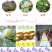 贡梨纸箱300~350g