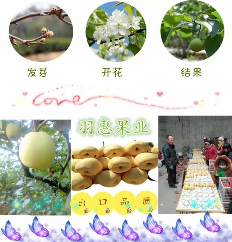 贡梨纸箱300~350g