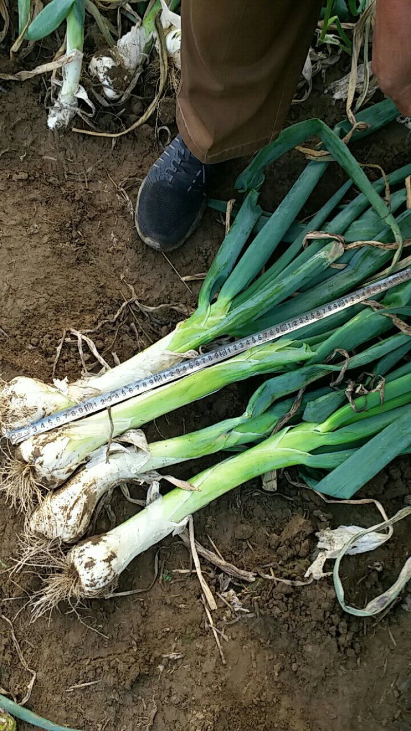 鸡腿大葱，规格30---40,粗细3cm左右，