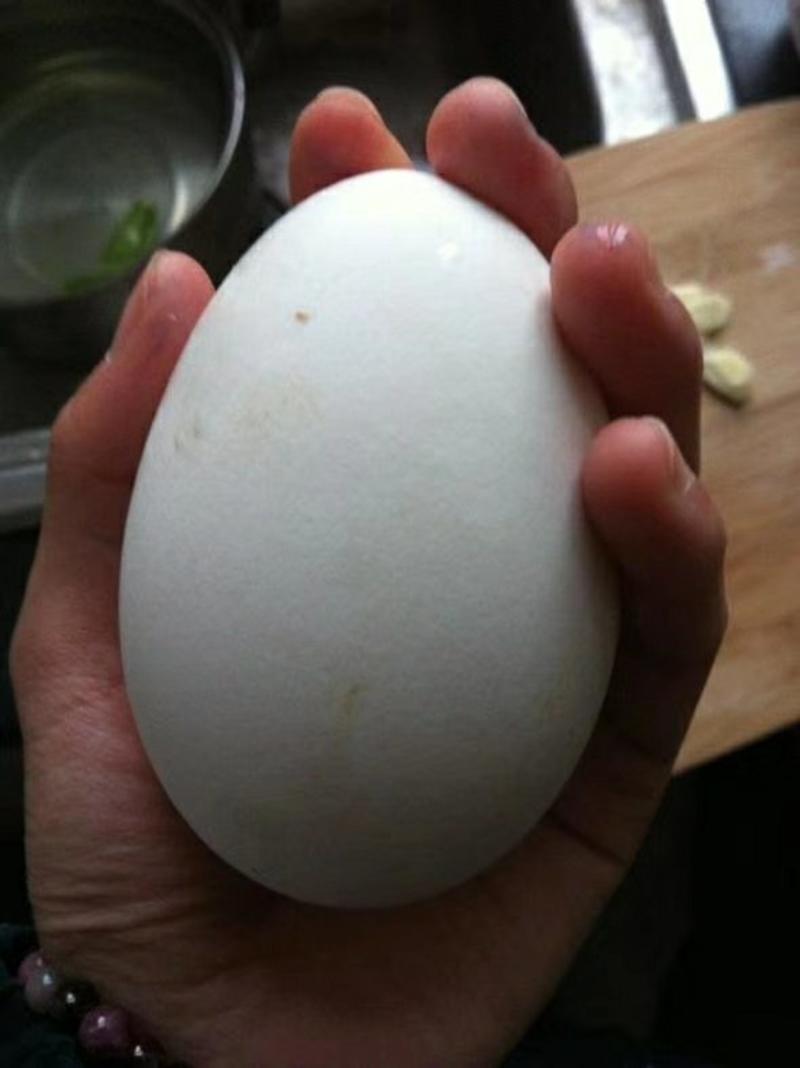 农家鹅蛋土鹅蛋新鲜土鹅蛋150枚一件起批，营养美味