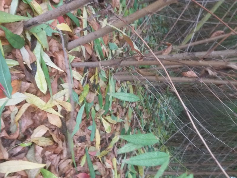占地桃树毛桃苗，规格齐全，【占地嫁接专用】河南货源