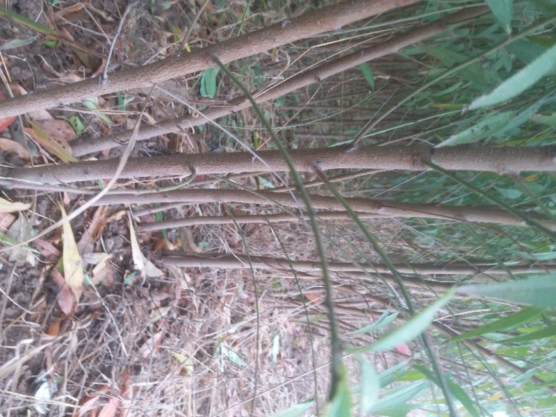 占地桃树毛桃苗，规格齐全，【占地嫁接专用】河南货源