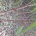 占地桃树毛桃苗，规格齐全，【占地嫁接专用】河南货源