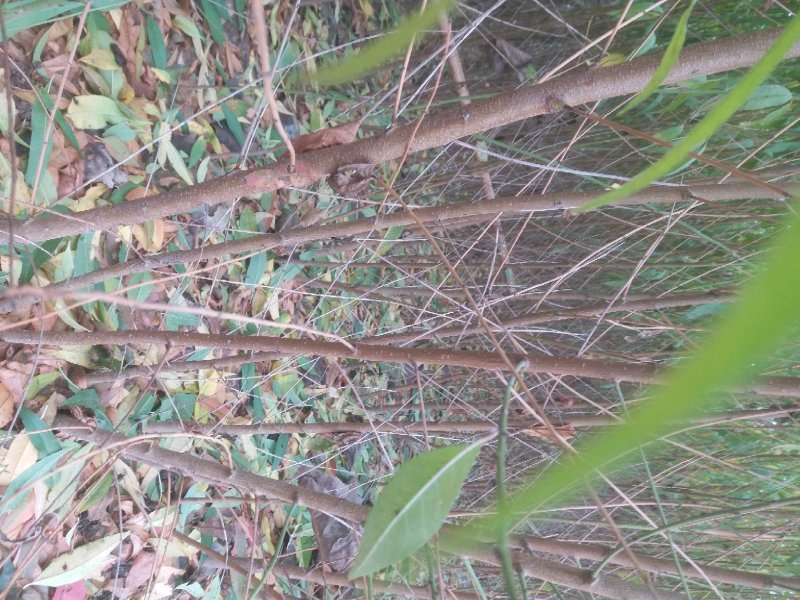占地桃树毛桃苗，规格齐全，【占地嫁接专用】河南货源