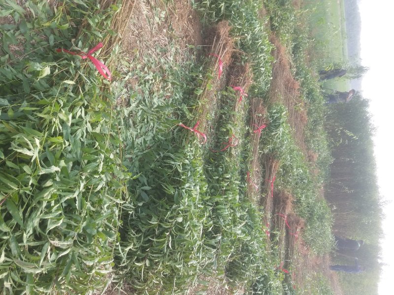 占地桃树毛桃苗，规格齐全，【占地嫁接专用】河南货源