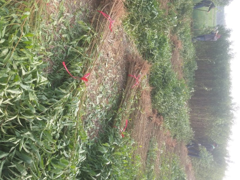 占地桃树毛桃苗，规格齐全，【占地嫁接专用】河南货源
