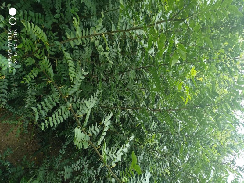 皂角苗皂角皂角产皂米多的少刺皂角树苗规格全价格实惠