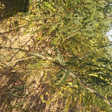 皂角苗皂角皂角产皂米多的少刺皂角树苗规格全价格实惠