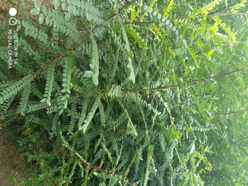 皂角苗皂角皂角产皂米多的少刺皂角树苗规格全价格实惠