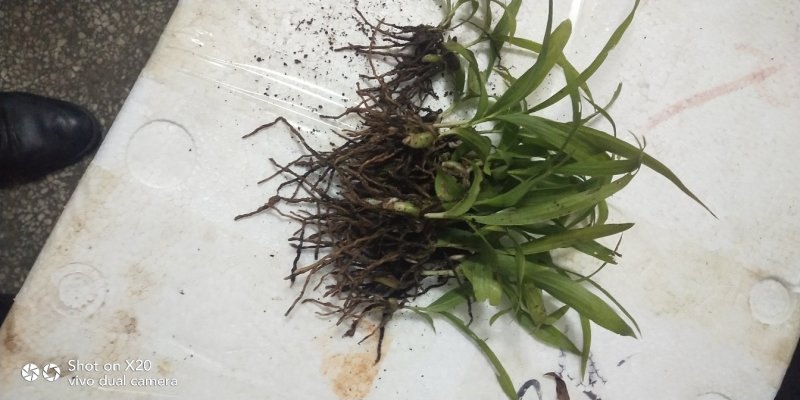 白芨苗好种植好管理回收送生根粉