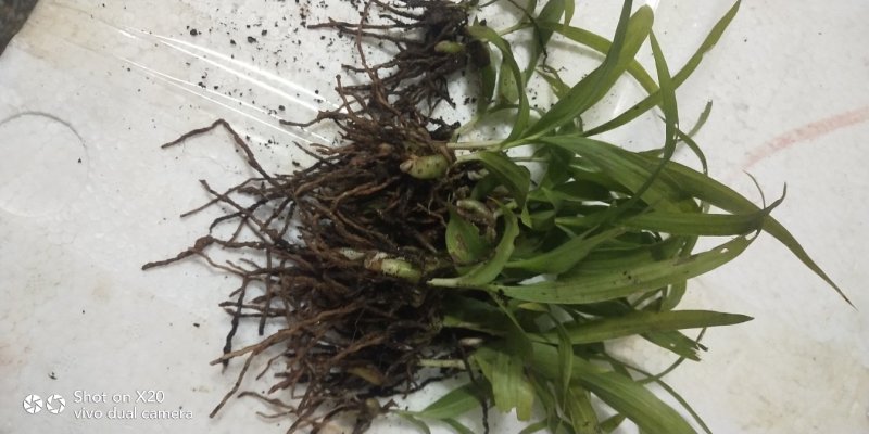 白芨苗好种植好管理回收送生根粉