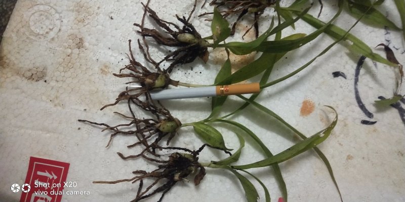 白芨苗好种植好管理回收送生根粉