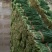 韭菜二三茬叶面青秀无干尖茎粗青色捆把4到
