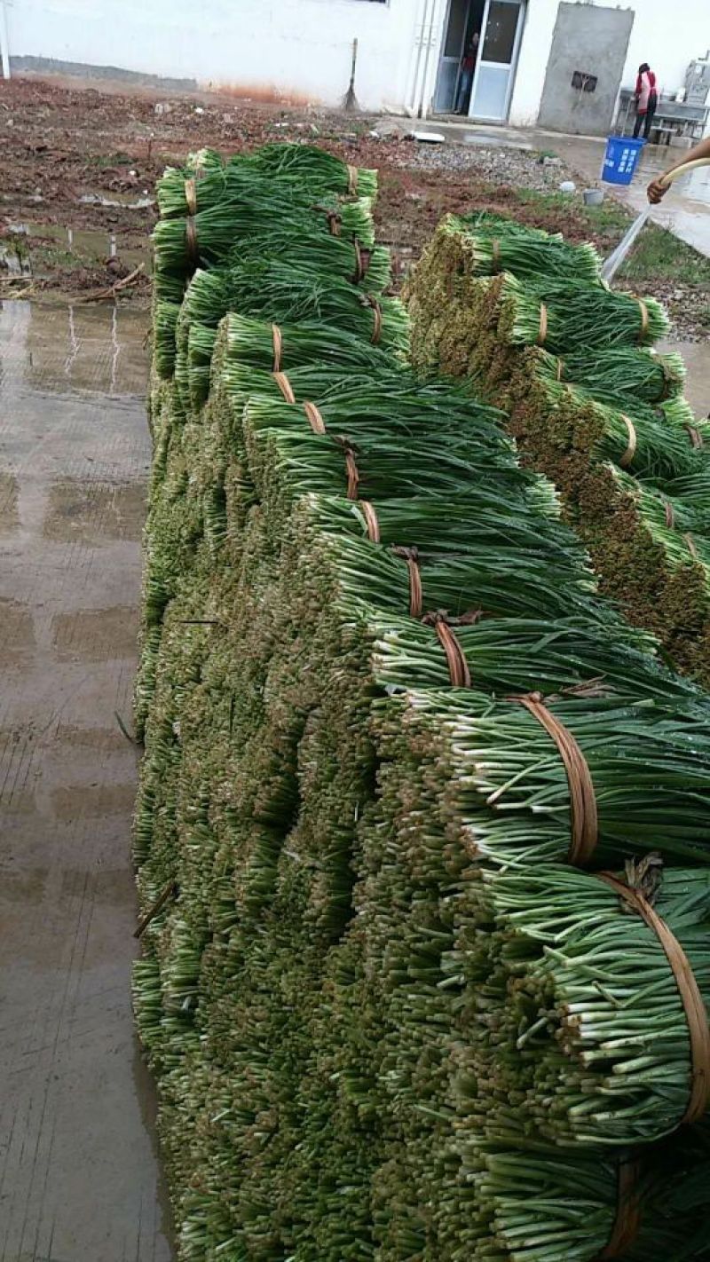 韭菜二三茬叶面青秀无干尖茎粗青色捆把4到