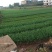 韭菜二三茬叶面青秀无干尖茎粗青色捆把4到