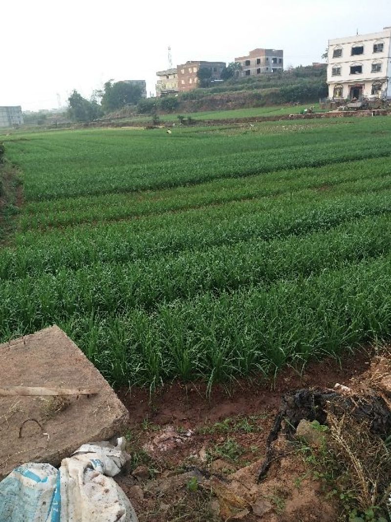 韭菜二三茬叶面青秀无干尖茎粗青色捆把4到