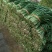 韭菜二三茬叶面青秀无干尖茎粗青色捆把4到