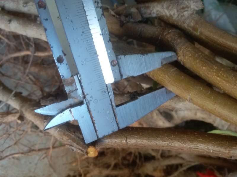 嫁接成品桃树苗水蜜桃大久保河南周口桃树苗规格齐全