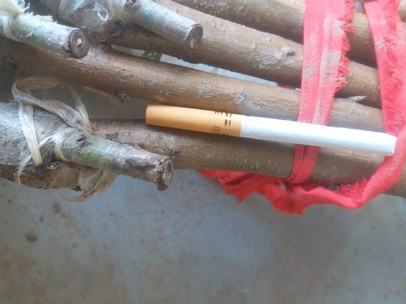 嫁接成品桃树苗水蜜桃大久保河南周口桃树苗规格齐全