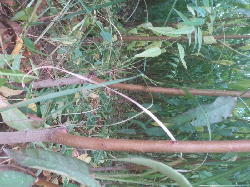 嫁接成品桃树苗水蜜桃大久保河南周口桃树苗规格齐全