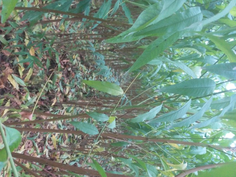 嫁接成品桃树苗水蜜桃大久保河南周口桃树苗规格齐全