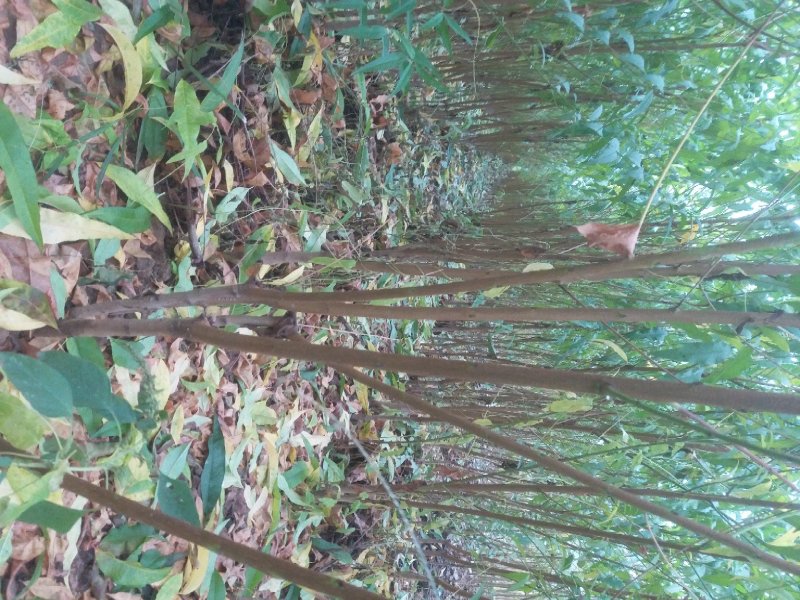 嫁接成品桃树苗水蜜桃大久保河南周口桃树苗规格齐全
