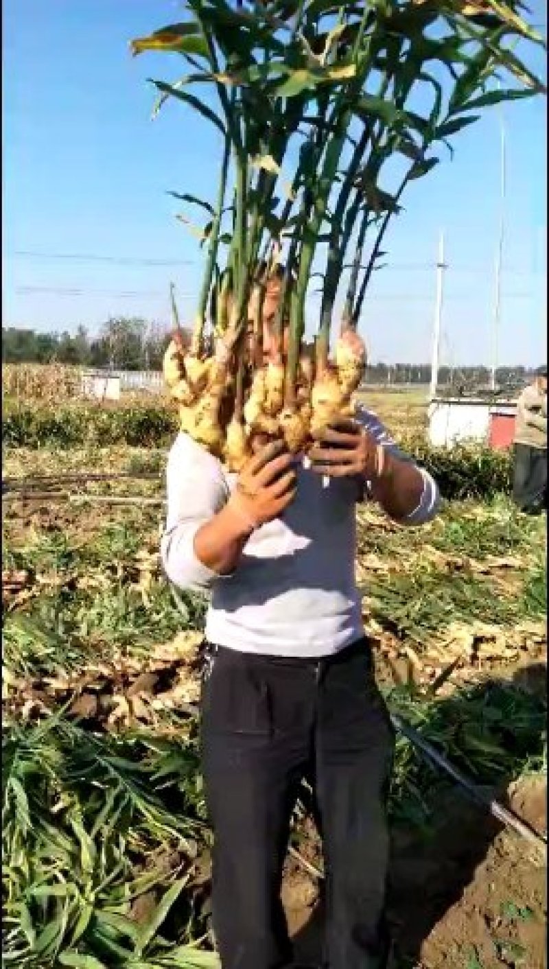 山东鲜姜基地，现刨现挖，保证质量，量大价优