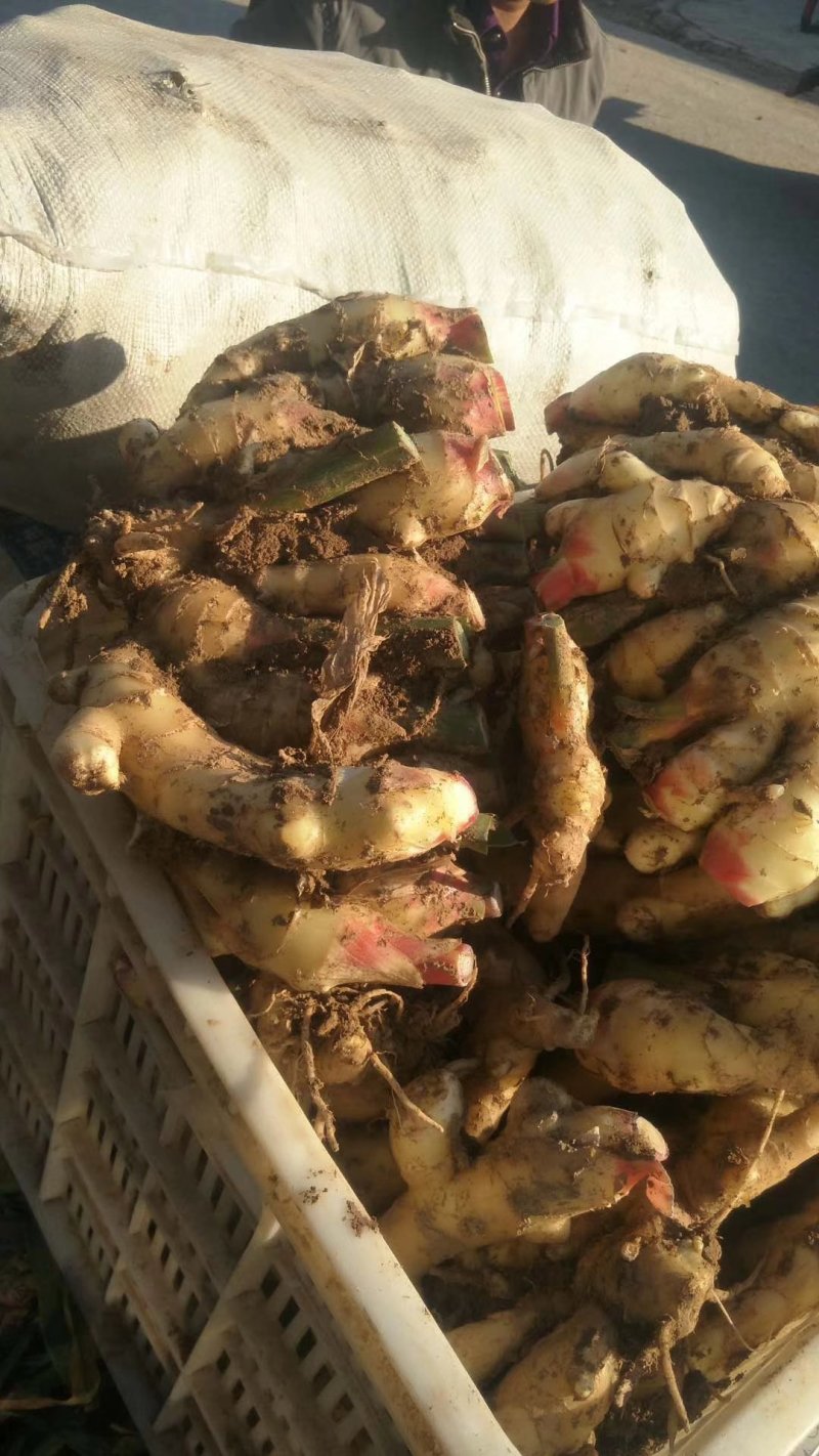 山东鲜姜基地，现刨现挖，保证质量，量大价优
