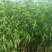 苗圃现挖冬桃苗假一赔十成活率高免费指导技术