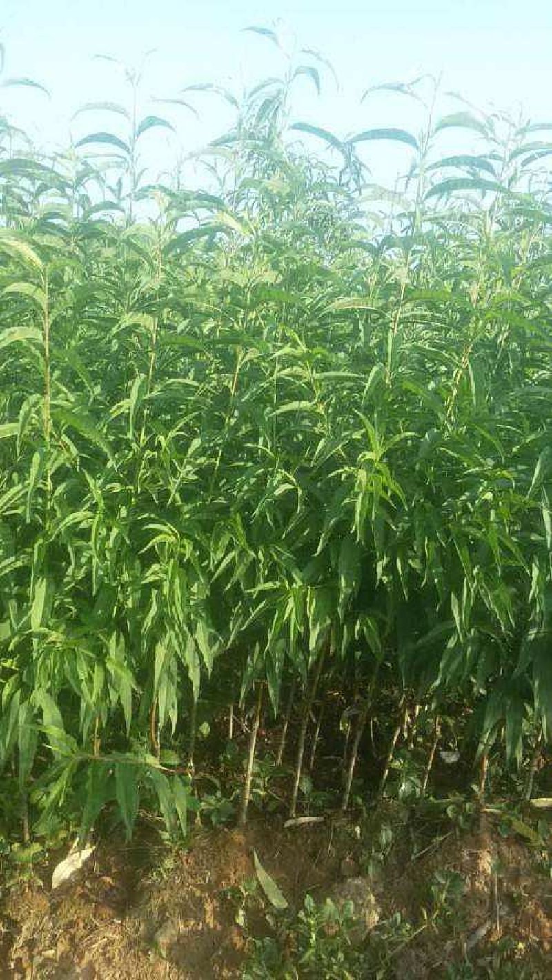 苗圃现挖冬桃苗假一赔十成活率高免费指导技术