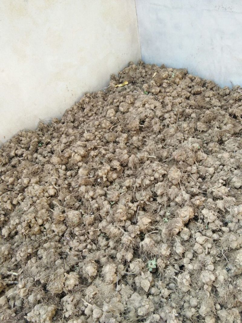 鲜附子种苗