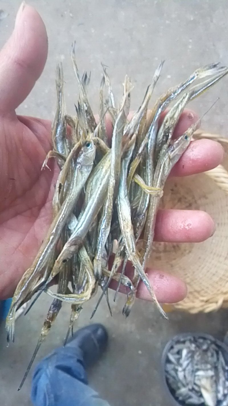 20银鱼，5.2刀鱼，15白虾，14针空鱼，