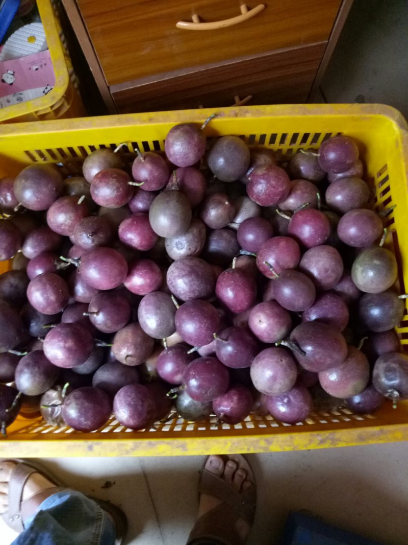 紫香一号百香果